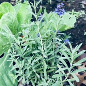Lavendar and spinach fall garden