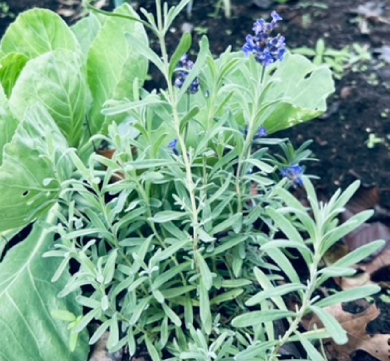 Lavendar and spinach fall garden